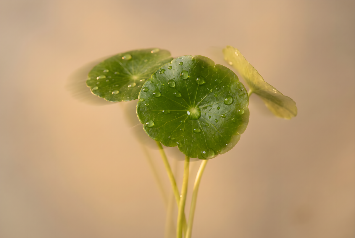 Centella Asiatica